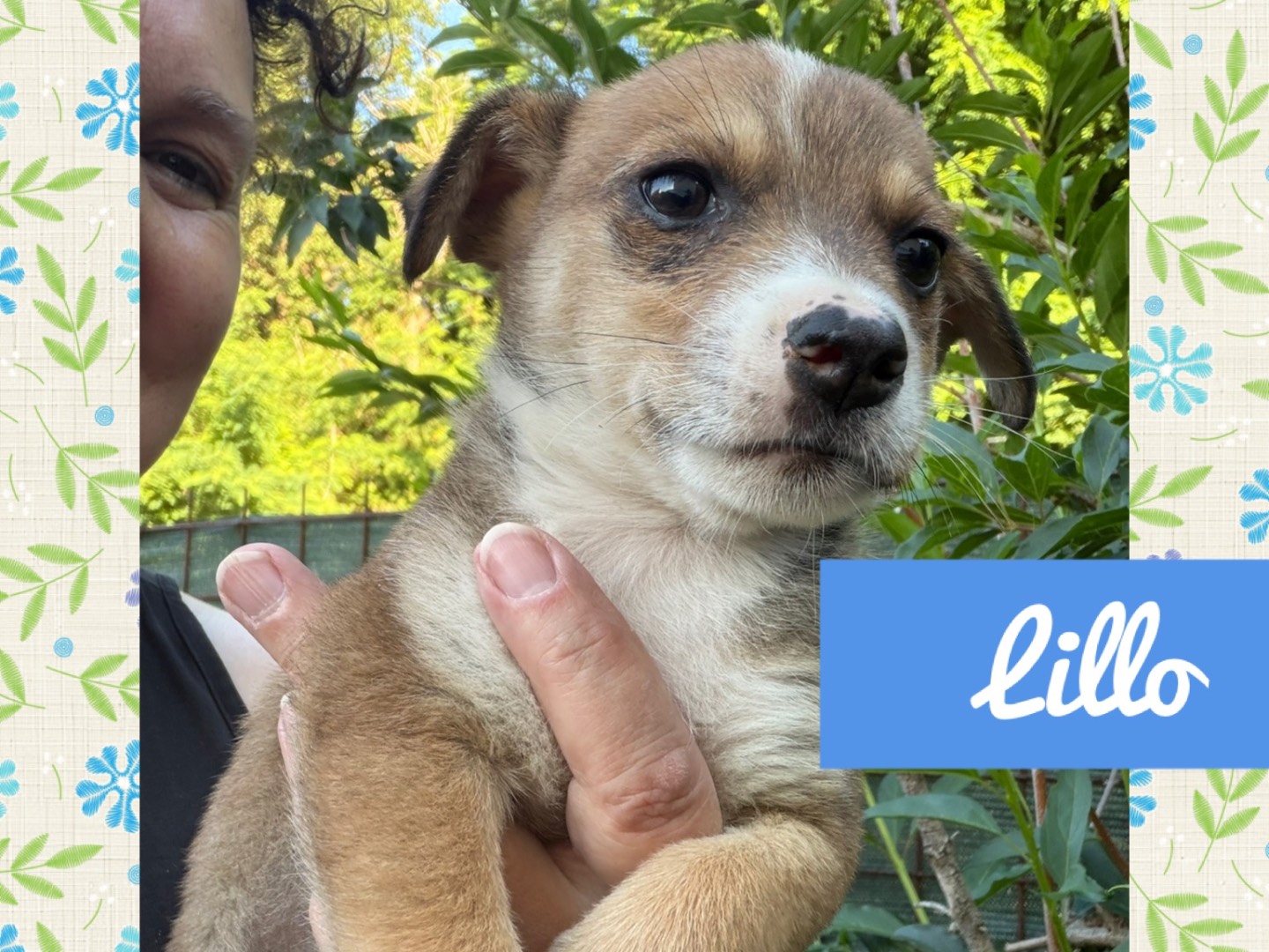 Adozione cane, maschio, Razza sconosciuta Razza sconosciuta, 4 mesi, taglia piccola, Catanzaro