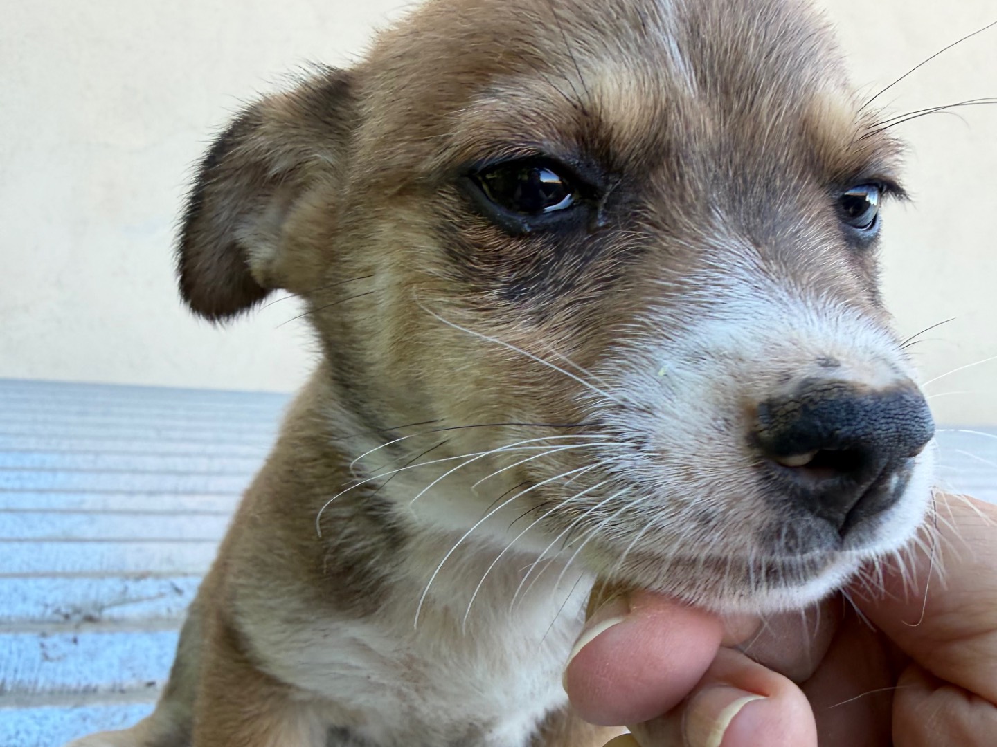 Adotta un cane, maschio, 4 mesi, Catanzaro
