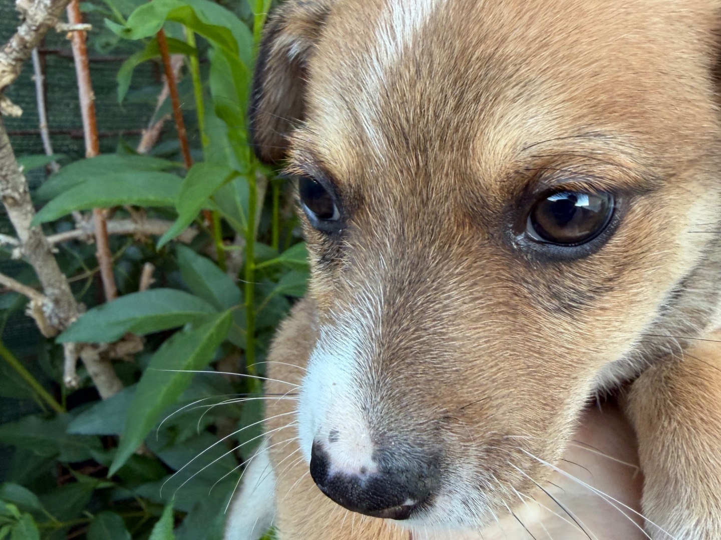Adotta un cane, taglia piccola, maschio, Catanzaro