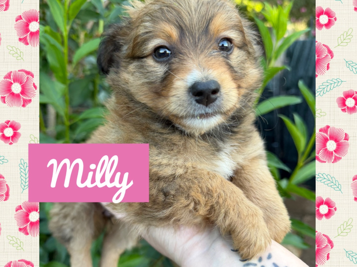 Adozione cane, femmina, Razza sconosciuta Razza sconosciuta, 4 mesi, taglia piccola, Catanzaro