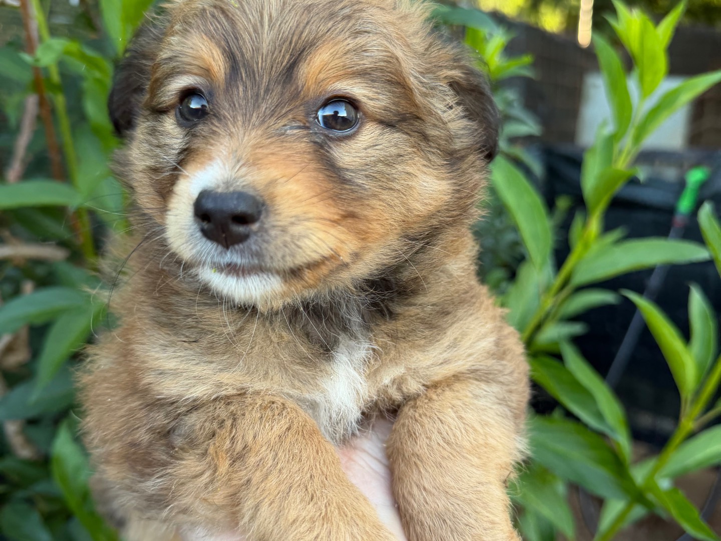 Adotta un cane, femmina, 4 mesi, Catanzaro