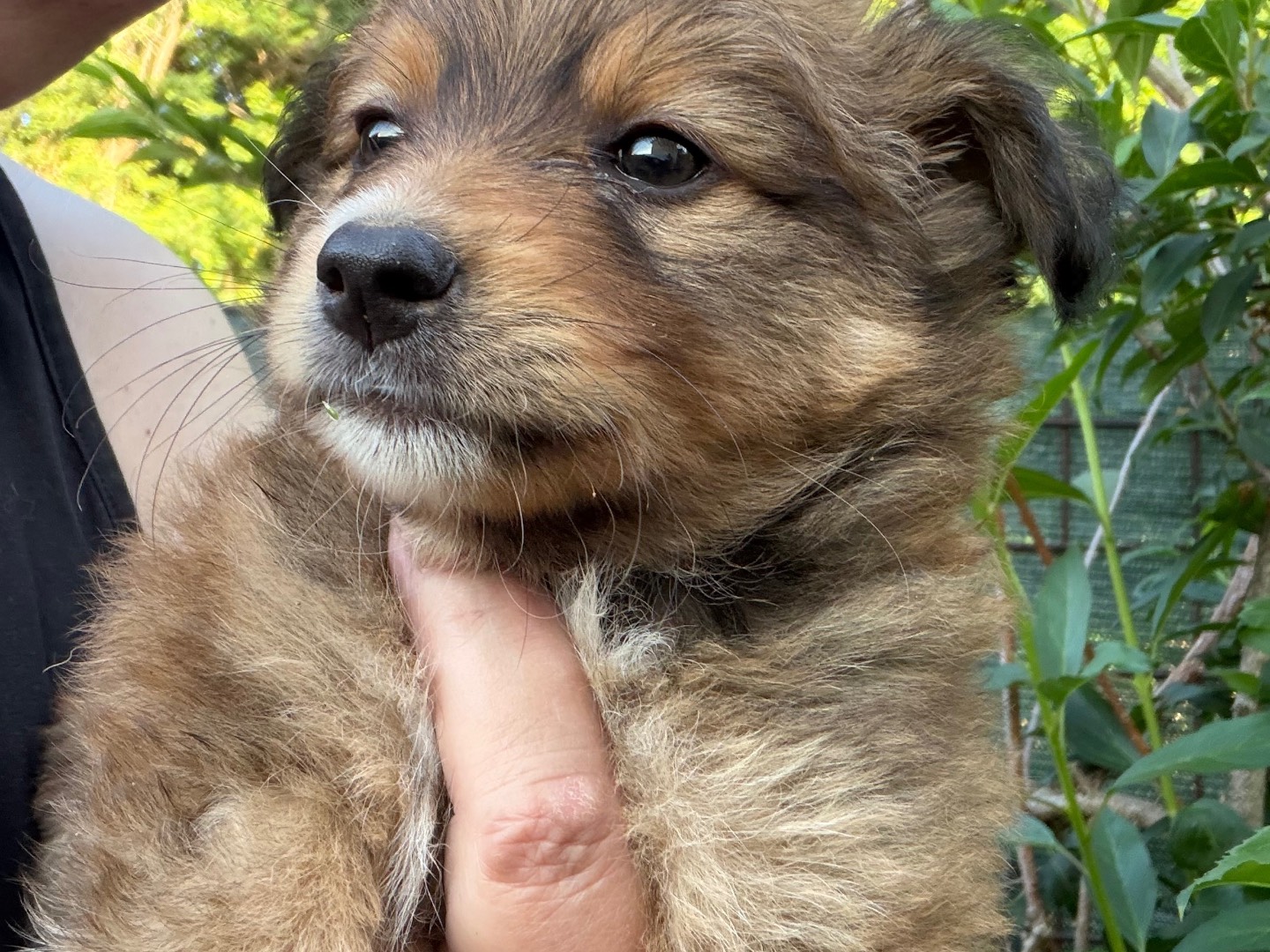 Adotta un cane, taglia piccola, femmina, Catanzaro