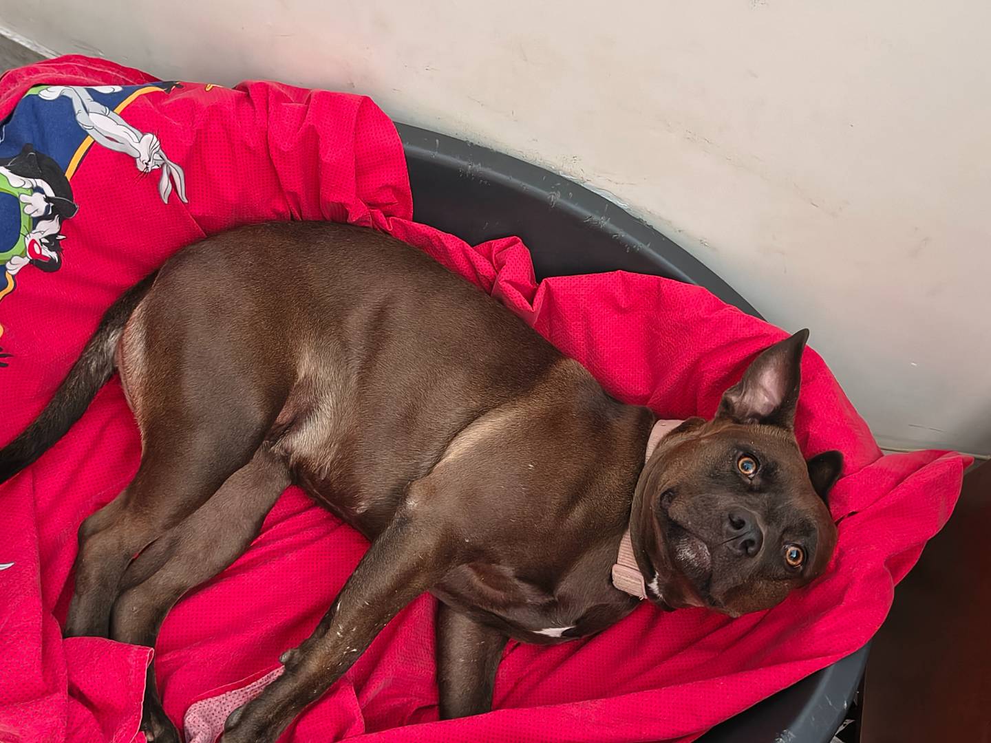 Adotta il cane Ariel  a Napoli