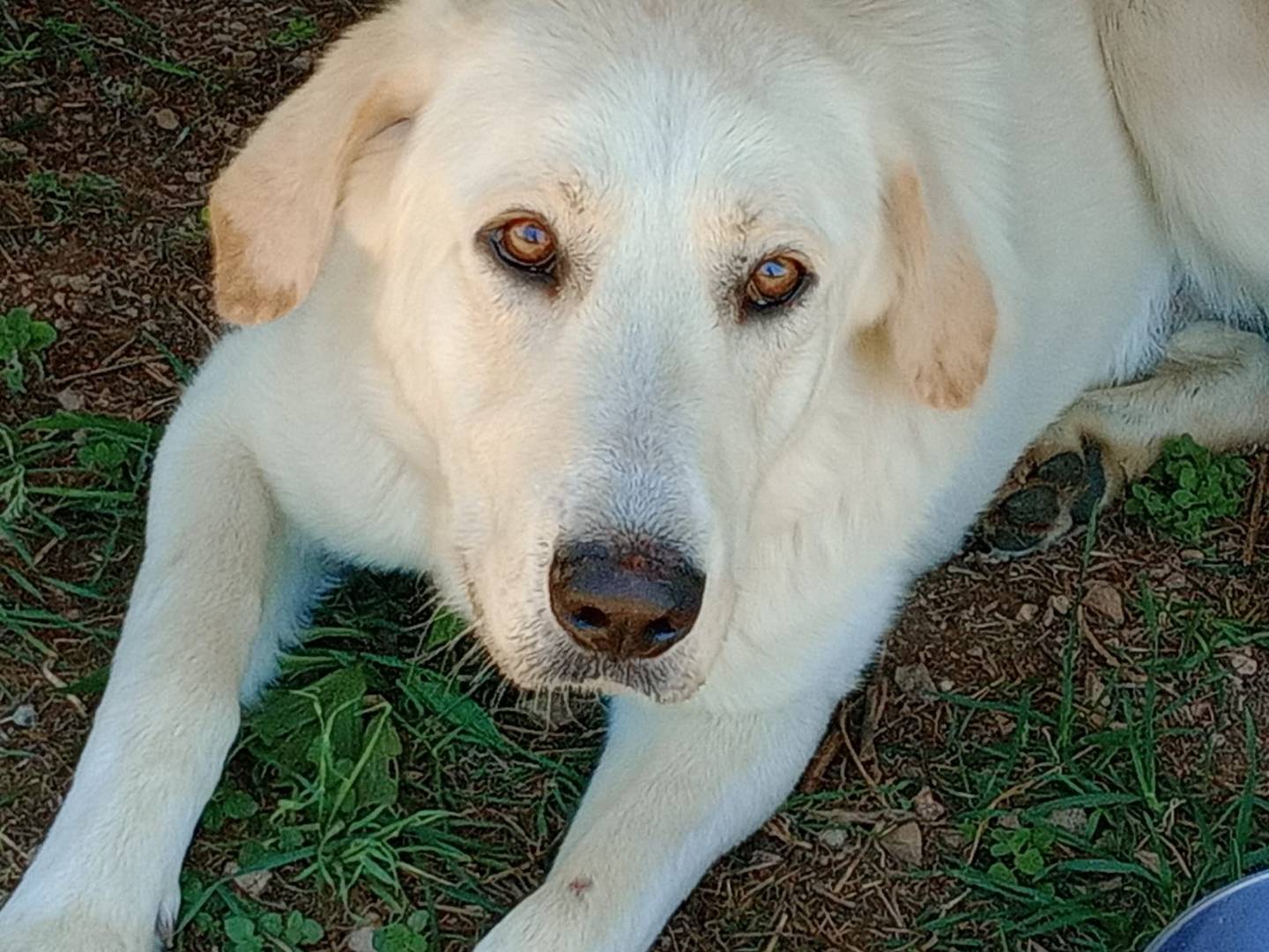 Vuoi adottare un cane a Frosinone?