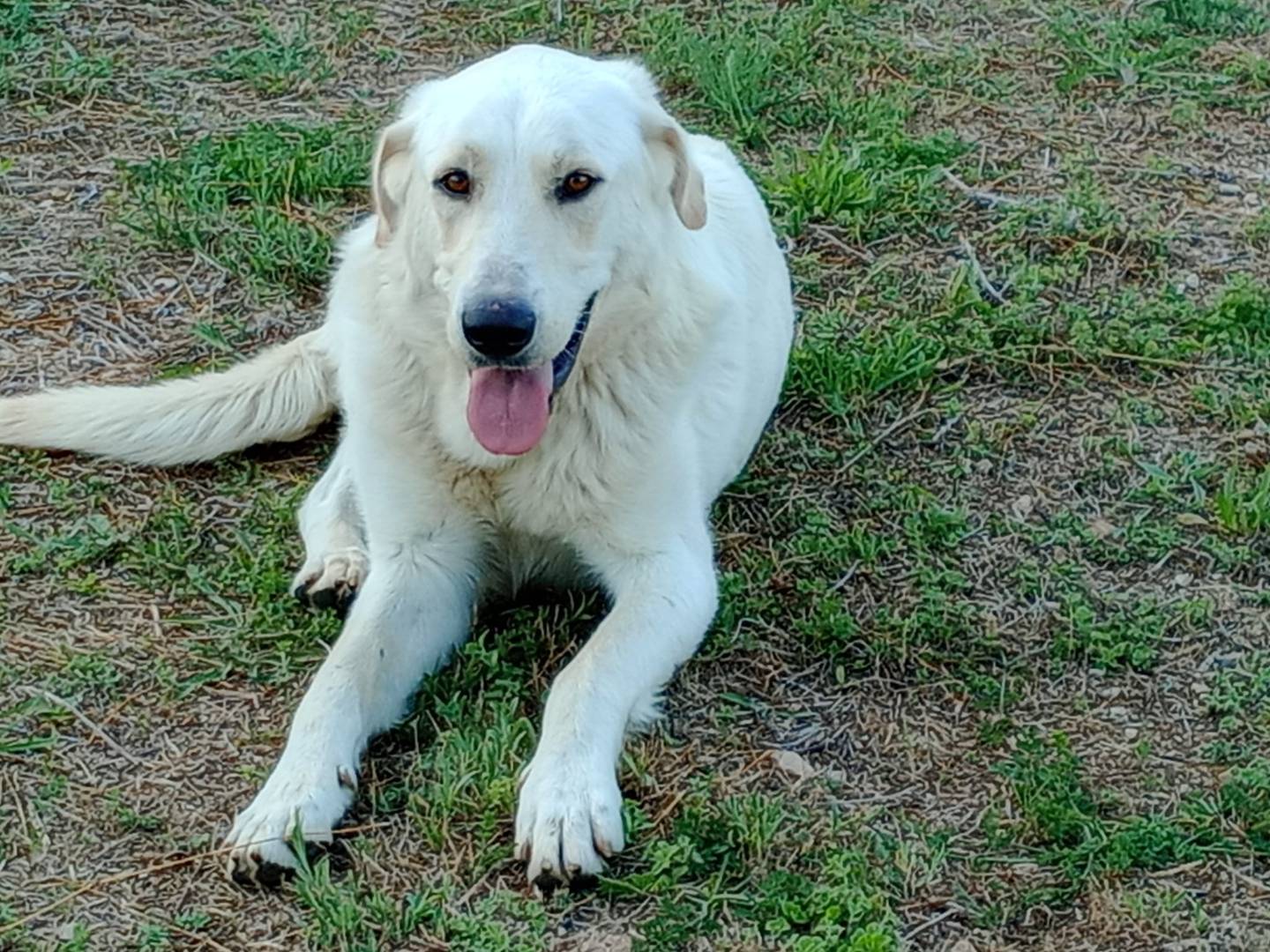 Adotta il cane EDO a Frosinone