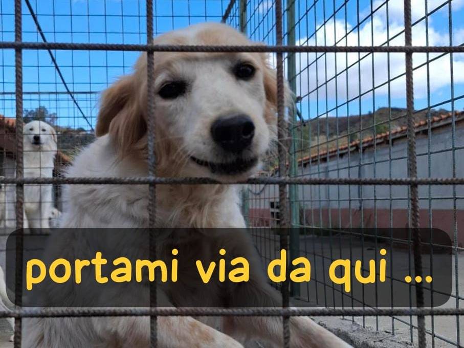 Adozione cane, femmina, Razza sconosciuta Razza sconosciuta, 10 anni e 1 mese, taglia media, Alessandria