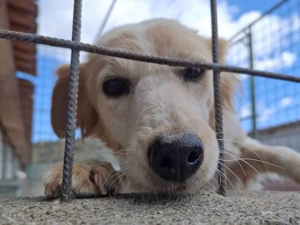 Adotta un cane, femmina, 10 anni e 1 mese, Alessandria