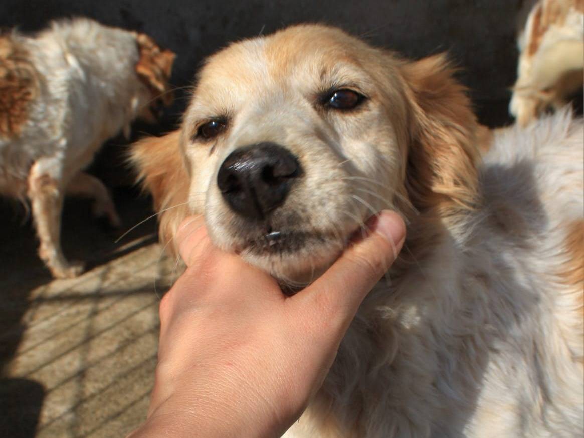Adotta un cane, taglia media, femmina, Alessandria
