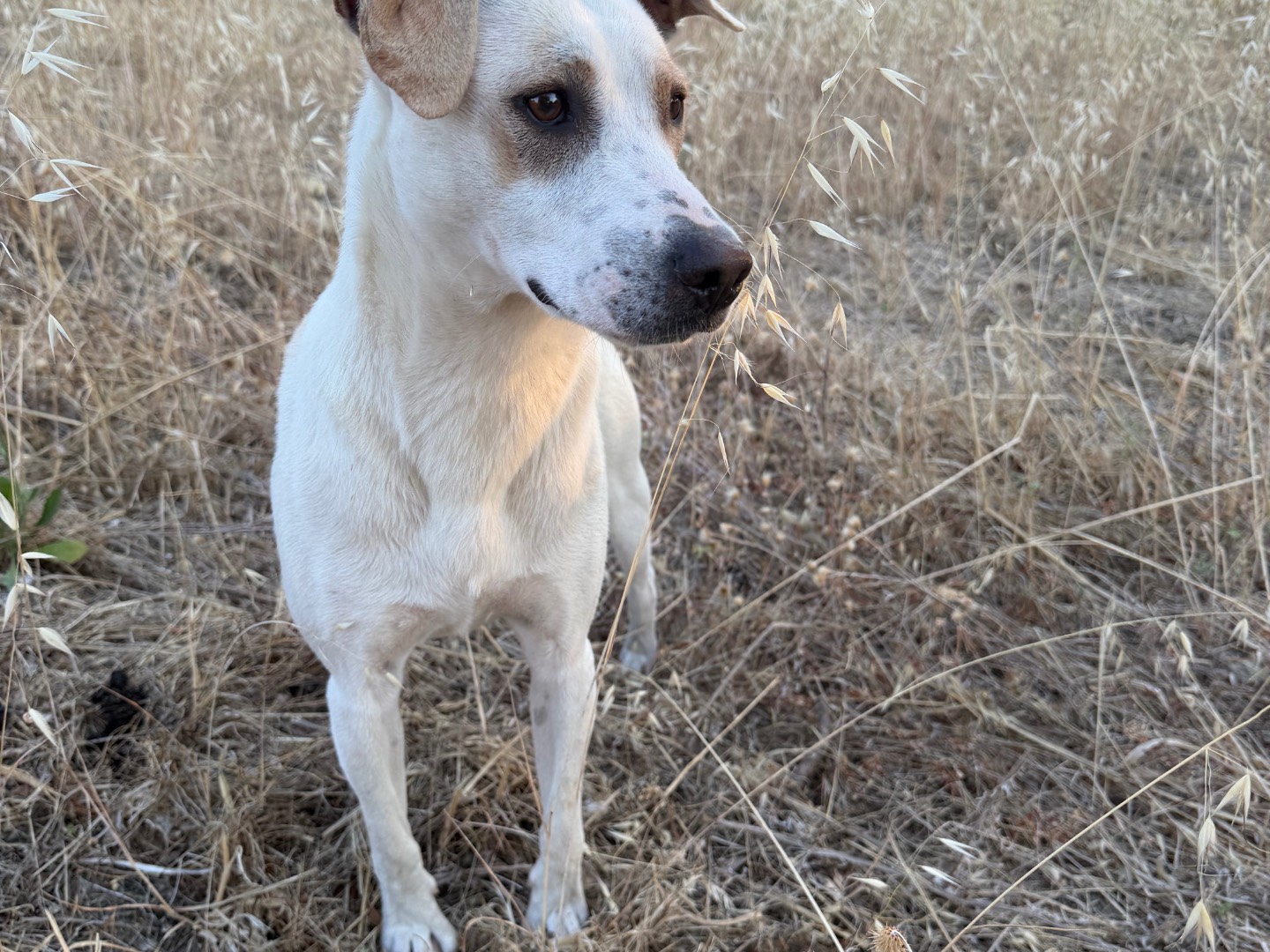 Adozione cane, maschio, Razza sconosciuta Razza sconosciuta, 1 anno e 1 mese, taglia media contenuta, Agrigento