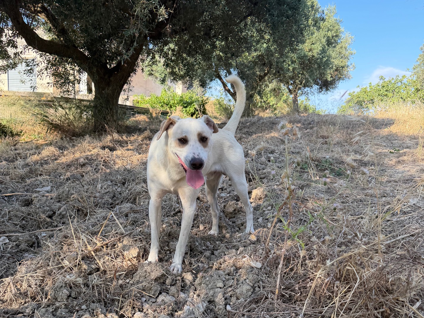 Adotta un cane, maschio, 1 anno e 1 mese, Agrigento