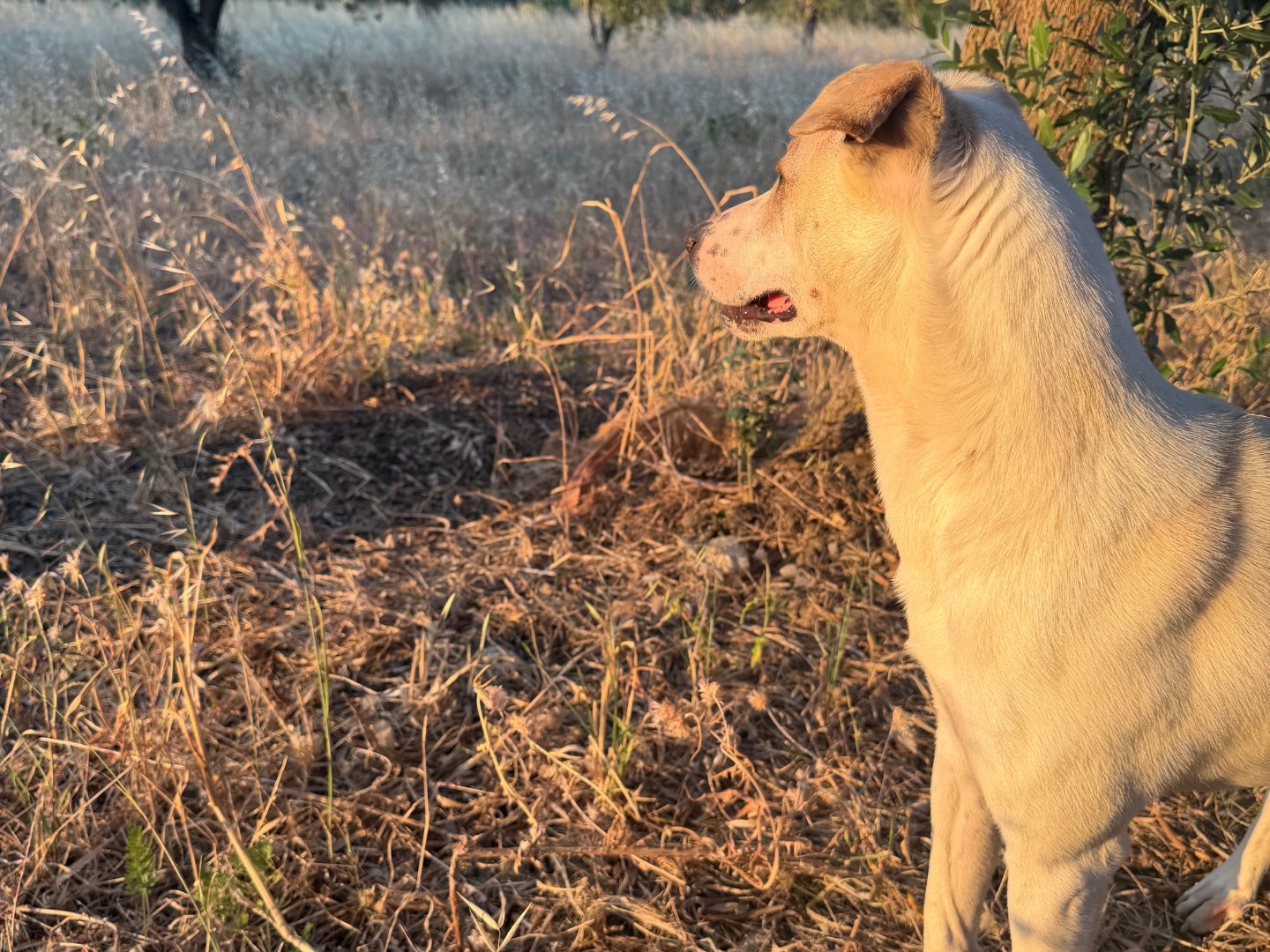 Adotta un cane, taglia media contenuta, maschio, Agrigento
