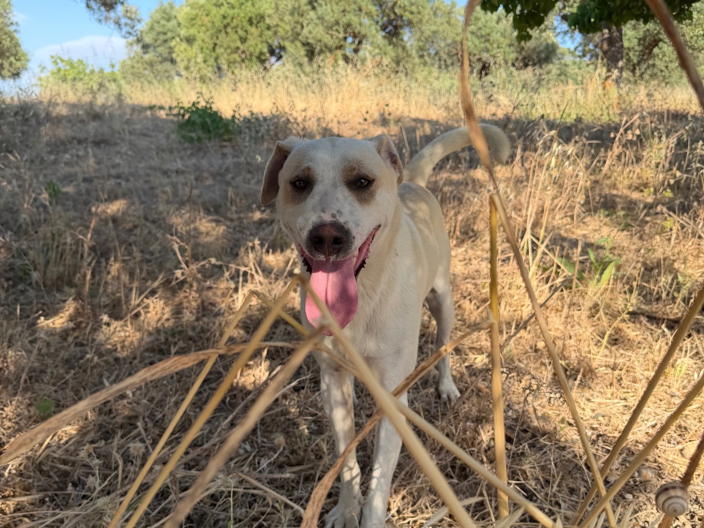 Adotta il cane Pier  a Agrigento