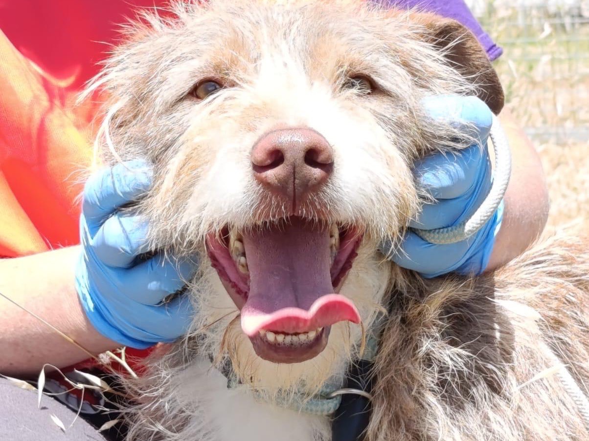 Adotta un cane, taglia media, maschio, Salerno