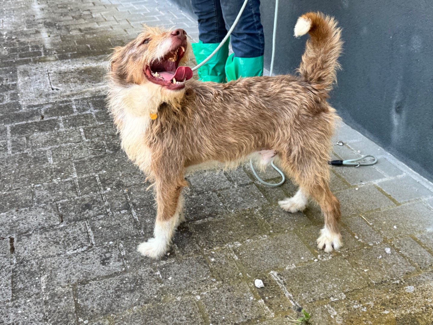Vuoi adottare un cane a Salerno?
