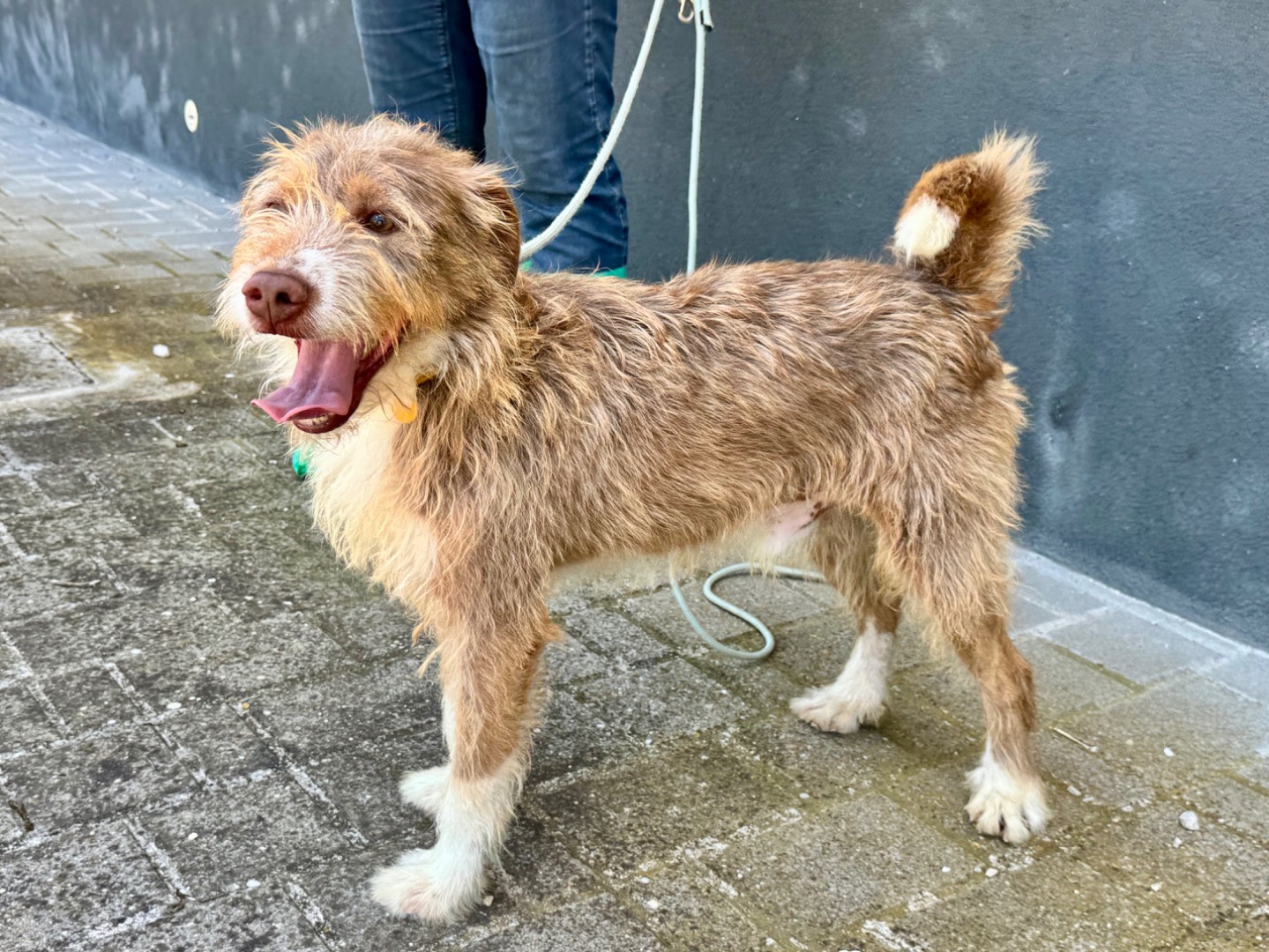 Adozione cane, maschio, Razza sconosciuta Razza sconosciuta, 4 anni e 11 mesi, taglia media, Salerno