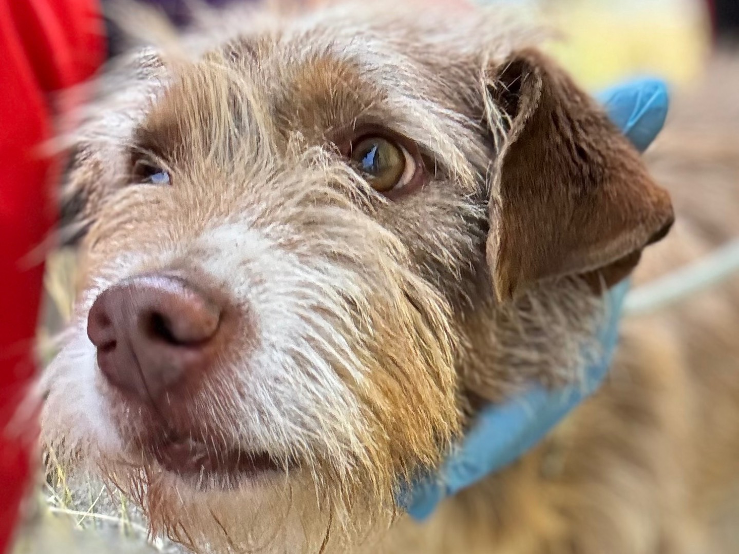 Adotta un cane, maschio, 4 anni e 11 mesi, Salerno