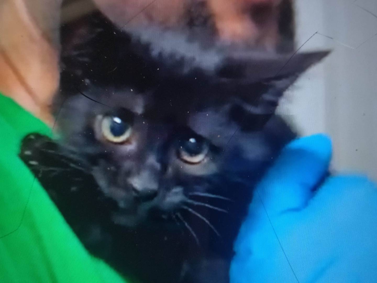 Adozione gatto, maschio, Razza sconosciuta Razza sconosciuta, 2 mesi, taglia non valida, Varese