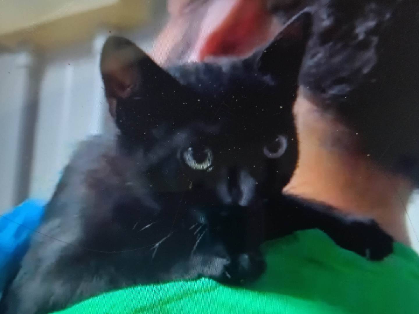 Adozione gatto, femmina, Razza sconosciuta Razza sconosciuta, 2 mesi, taglia non valida, Varese