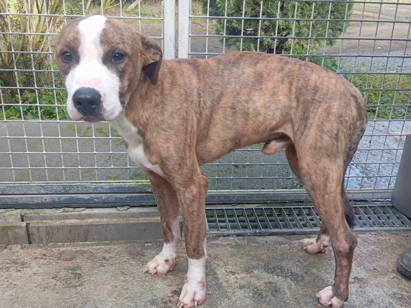 Adotta un cane, maschio, 1 anno e 1 mese, Viterbo