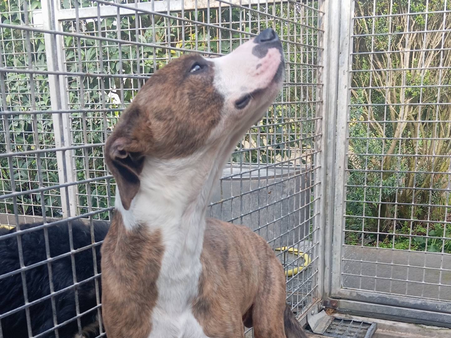 Adotta un cane, taglia media contenuta, maschio, Viterbo
