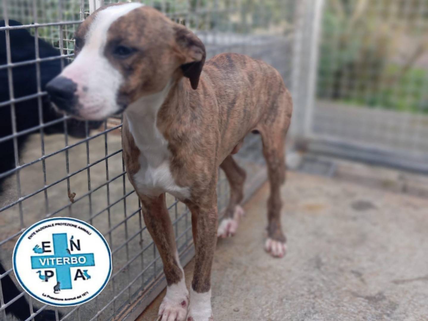Vuoi adottare un cane a Viterbo?