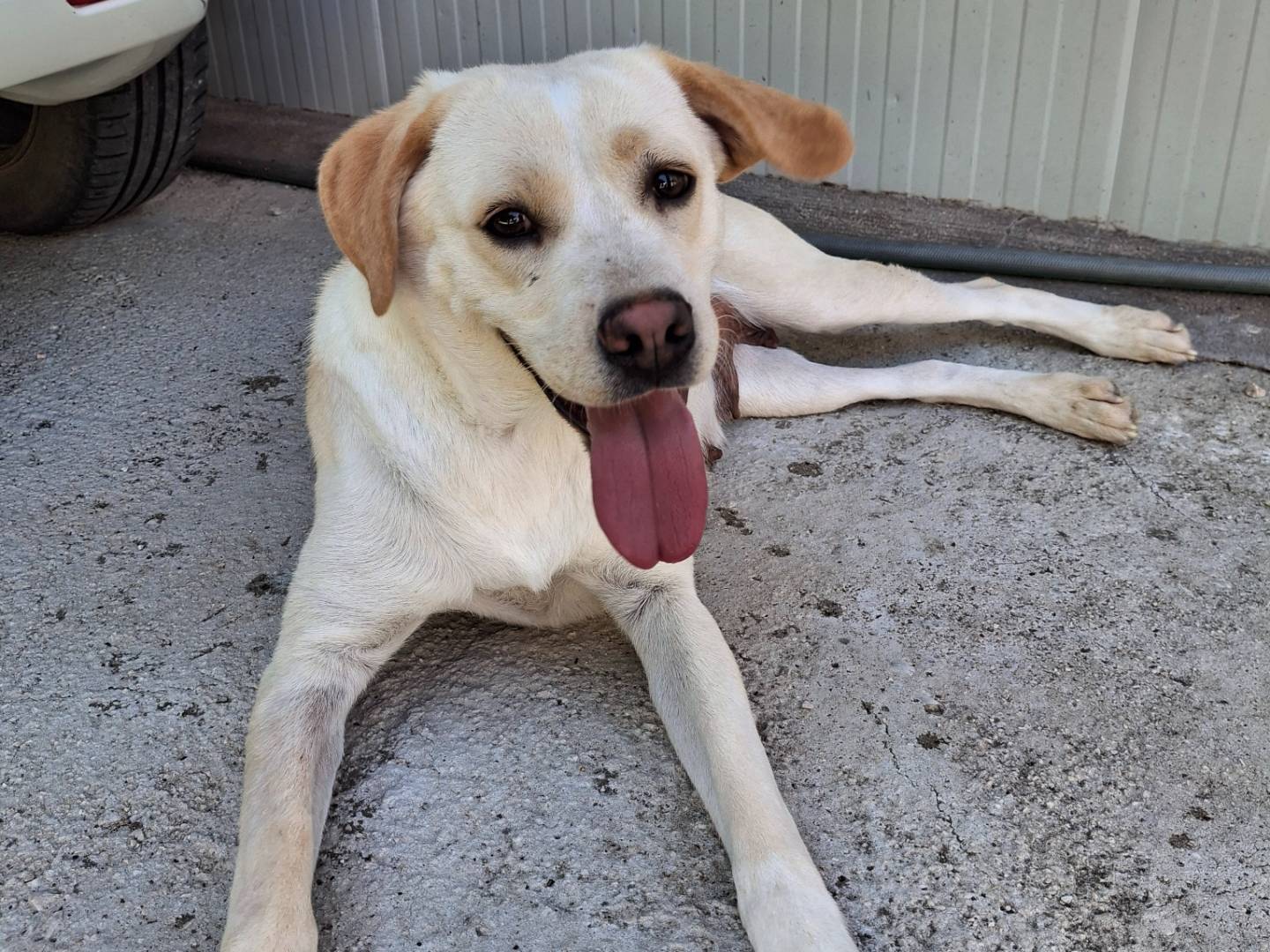 Adozione cane, femmina, Razza sconosciuta Razza sconosciuta, 1 anno e 5 mesi, taglia media, Benevento