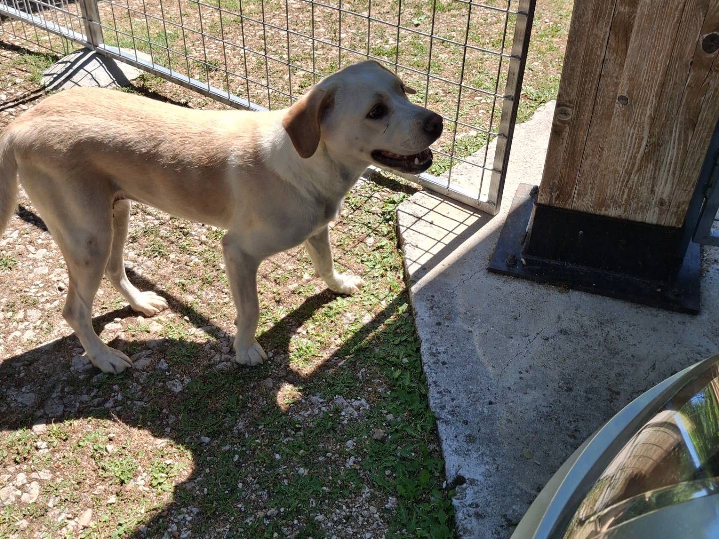 Adotta un cane, femmina, 1 anno e 5 mesi, Benevento