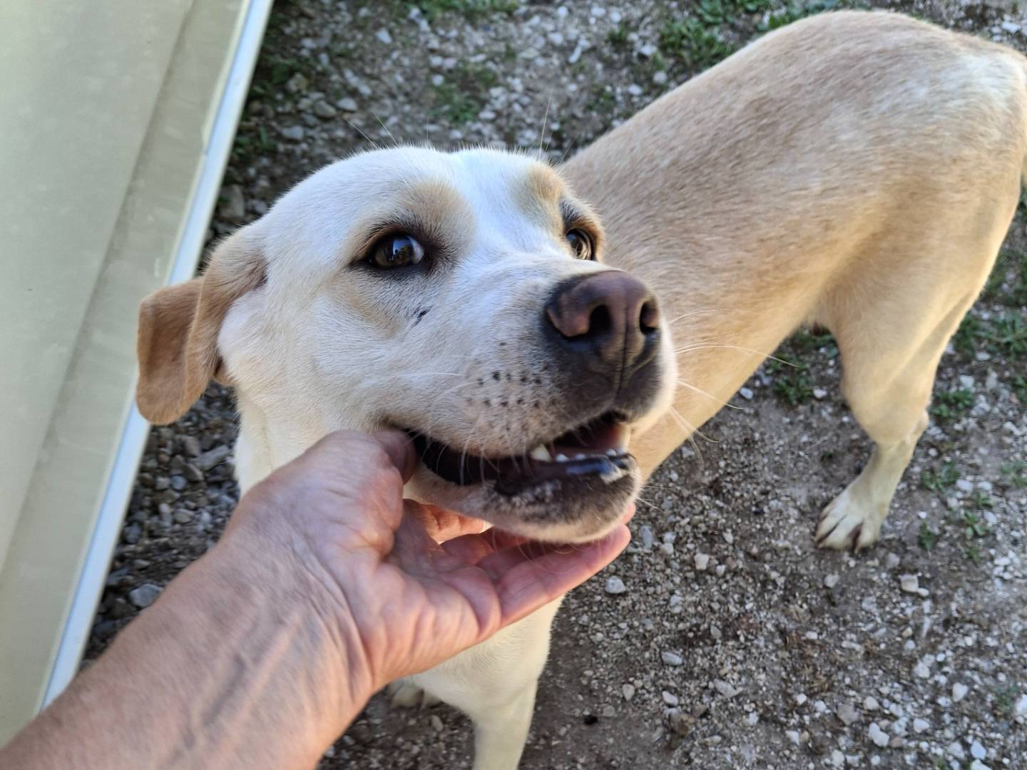 Adotta un cane, taglia media, femmina, Benevento