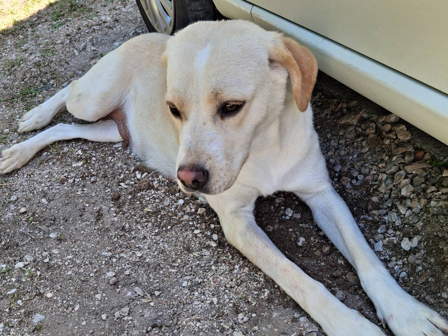 Vuoi adottare un cane a Benevento?