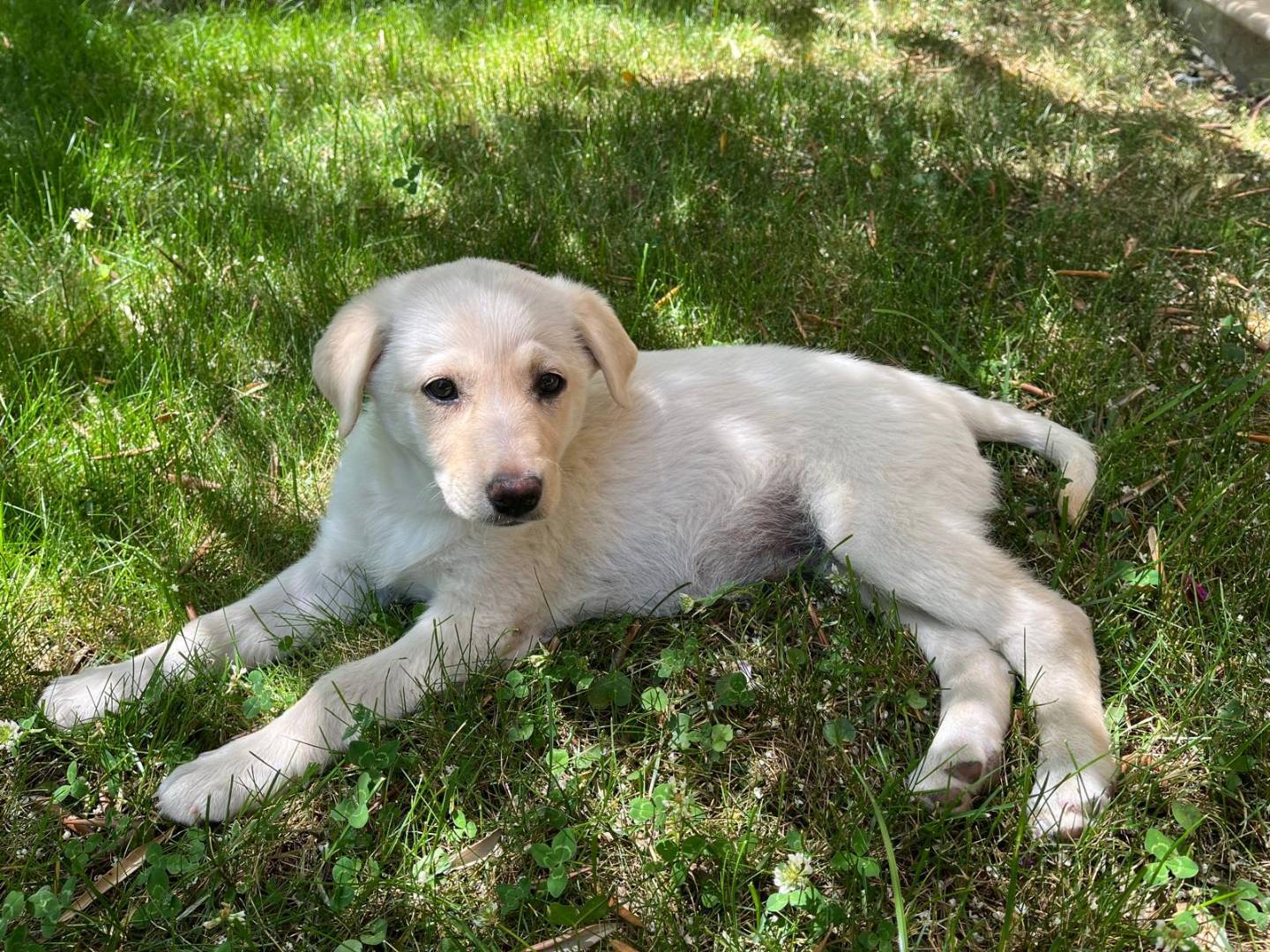 Adozione cane, femmina, Razza sconosciuta Razza sconosciuta, 2 mesi, taglia media, Benevento