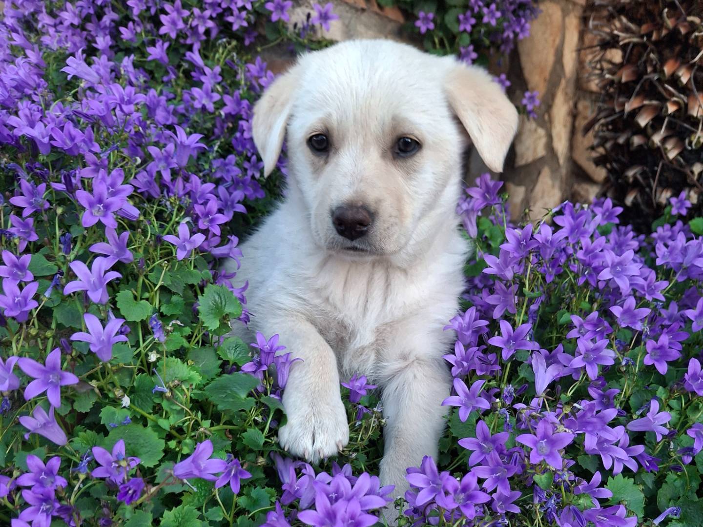 Adotta un cane, femmina, 2 mesi, Benevento