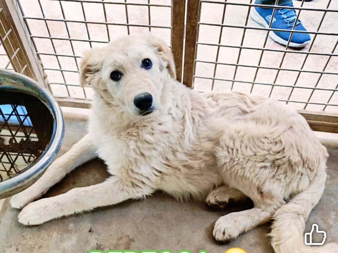Adozione cane, femmina, Razza sconosciuta Razza sconosciuta, 7 mesi, taglia media, Benevento