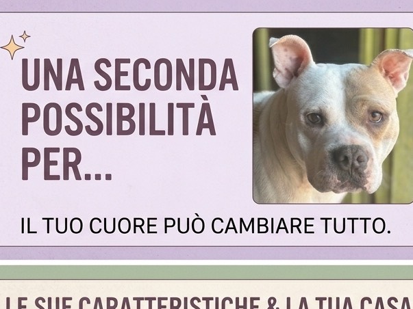 Adotta un cane, maschio, 11 mesi, Siracusa