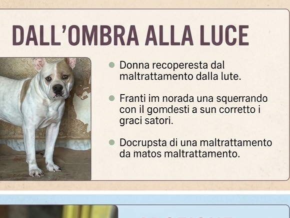Adotta un cane, taglia media, maschio, Siracusa