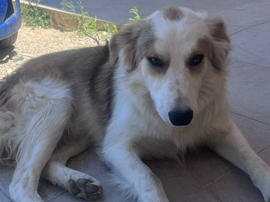 Adotta un cane, maschio, 1 anno e 3 mesi, Palermo