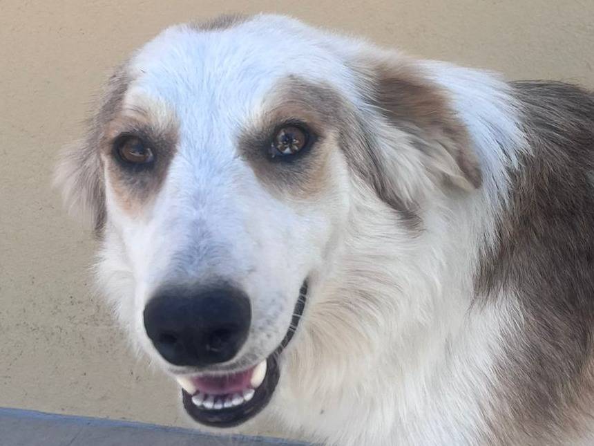 Adotta un cane, taglia media contenuta, maschio, Palermo