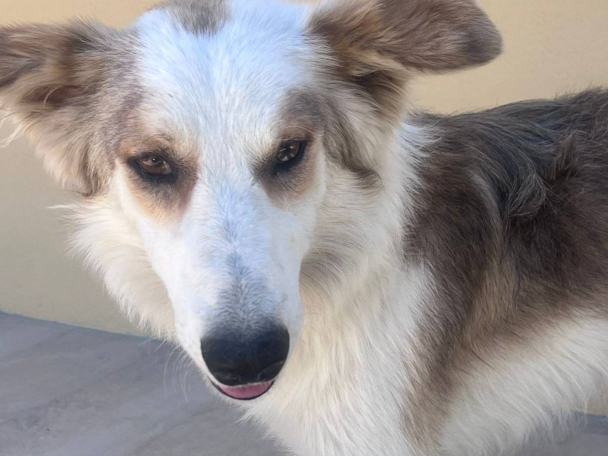 Vuoi adottare un cane a Palermo?