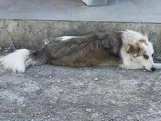 Adotta il cane Sam a Palermo