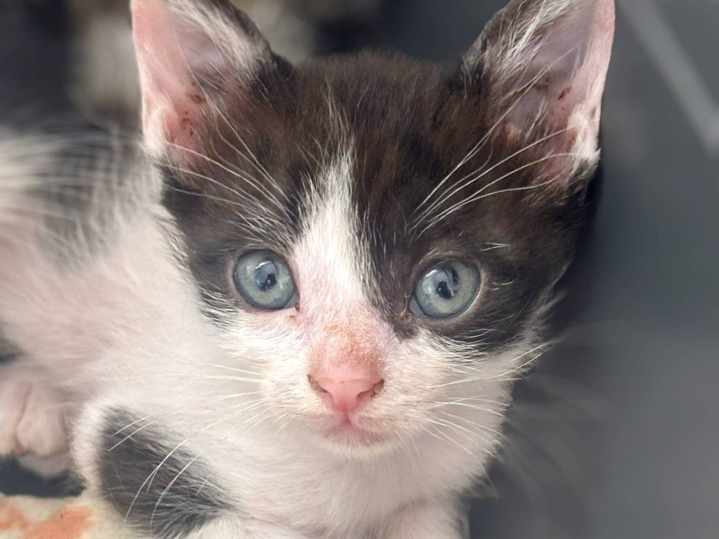 Adotta un gatto, femmina, 3 mesi, Monza