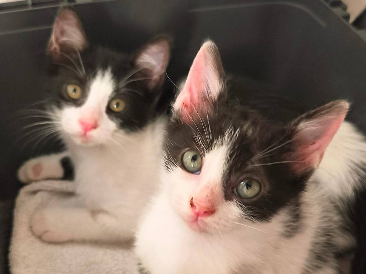 Adozione gatto, femmina, Razza sconosciuta Razza sconosciuta, 3 mesi, taglia non valida, Monza