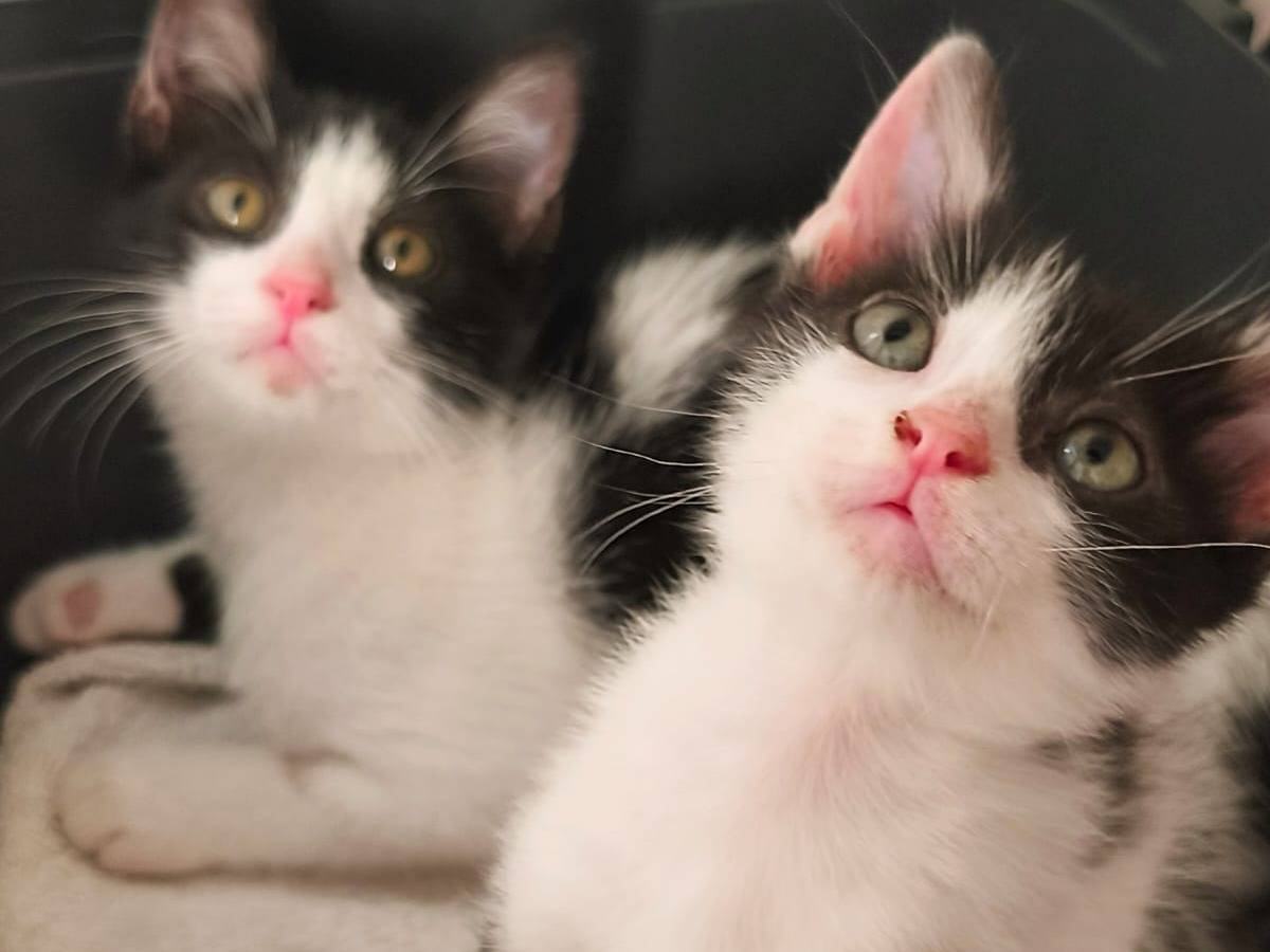 Adotta un gatto, taglia non valida, femmina, Monza