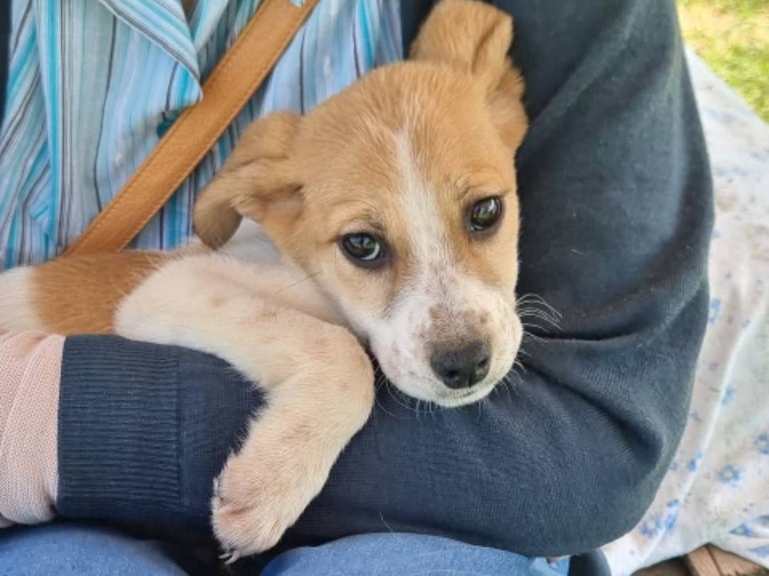 Adozione cane, maschio, Razza sconosciuta Razza sconosciuta, 4 mesi, taglia media, Pavia