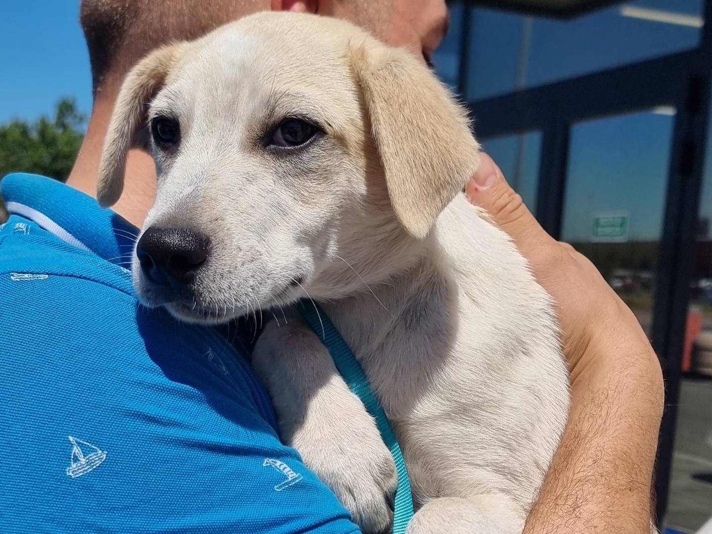 Adotta un cane, maschio, 4 mesi, Pavia