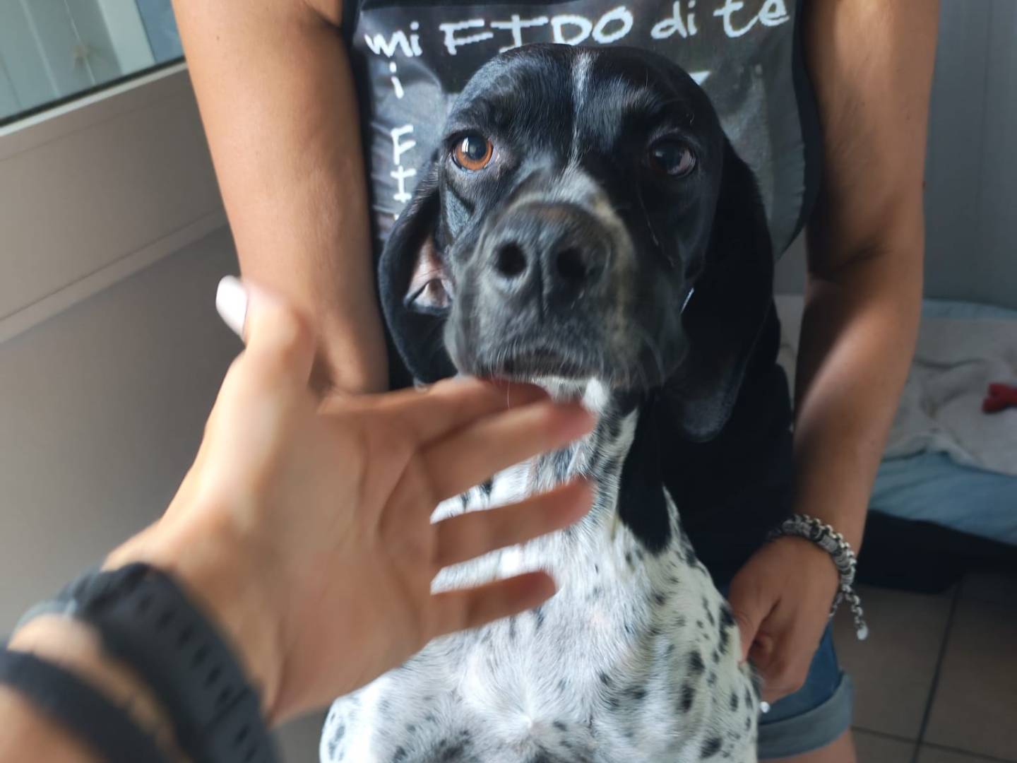 Adozione cane, femmina, Pointer Razza sconosciuta, 4 anni e 4 mesi, taglia media, Milano