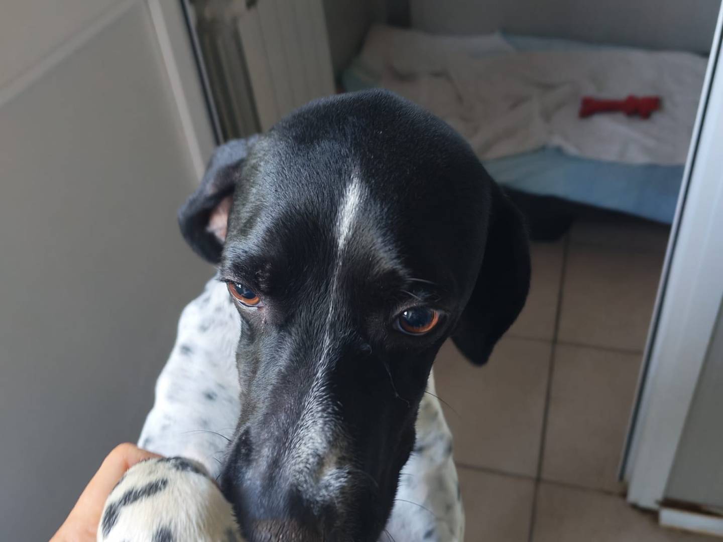 Adotta un cane, femmina, 4 anni e 4 mesi, Milano