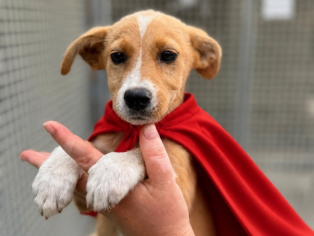 Adozione cane, femmina, Razza sconosciuta Razza sconosciuta, 2 mesi, taglia piccola, Napoli