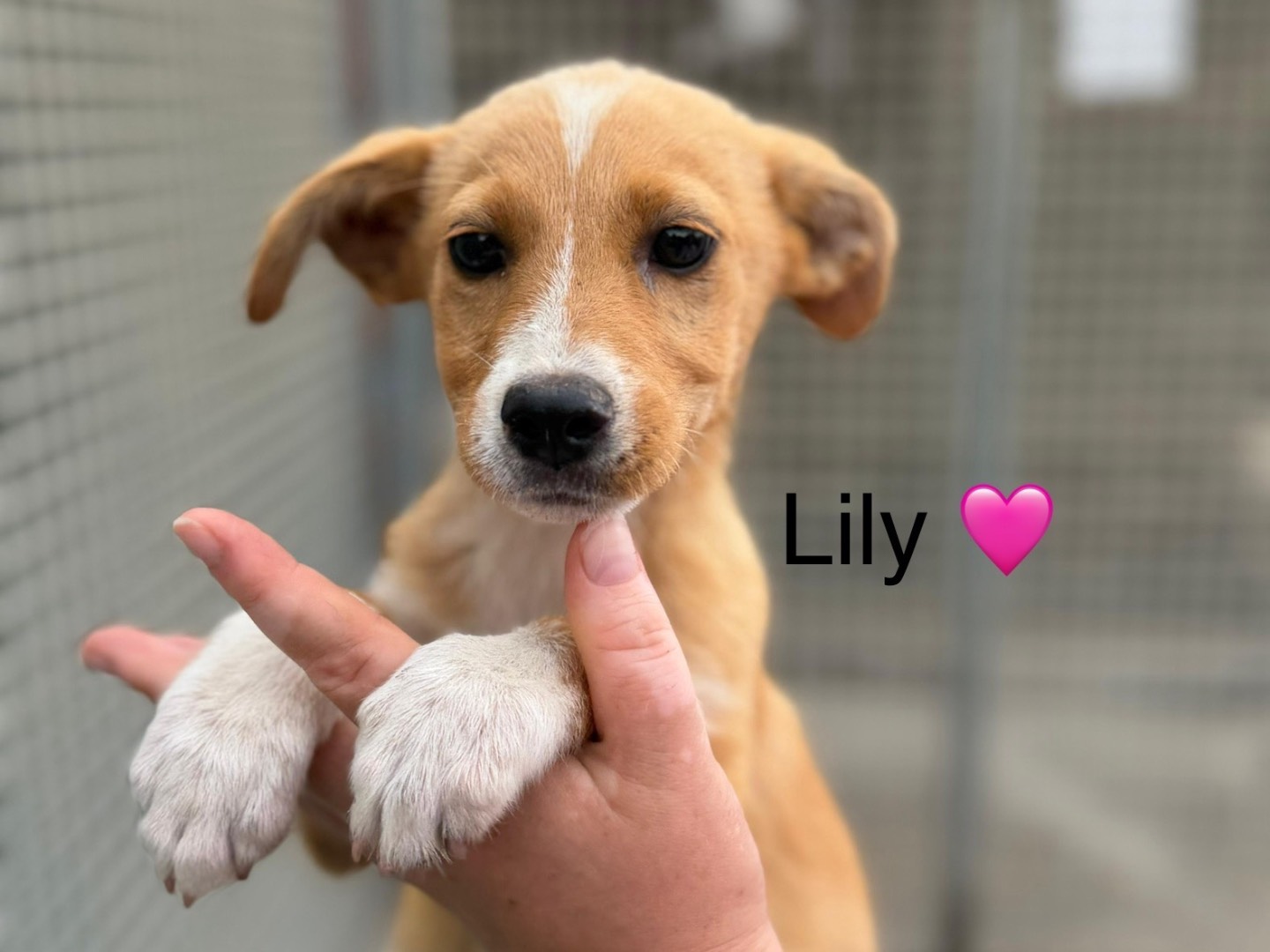 Adotta un cane, femmina, 2 mesi, Napoli