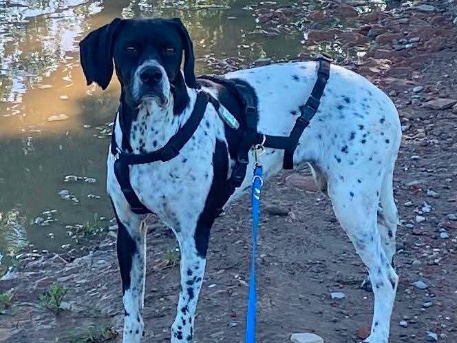 Adozione cane, femmina, Pointer Razza sconosciuta, 4 anni e 4 mesi, taglia media, Milano