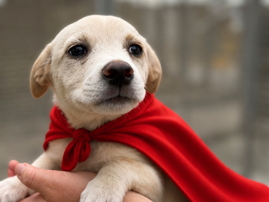 Adozione cane, femmina, Razza sconosciuta Razza sconosciuta, 2 mesi, taglia piccola, Napoli