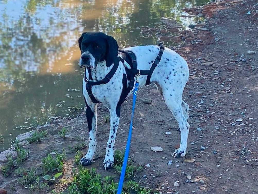 Adotta un cane, femmina, 4 anni e 4 mesi, Milano